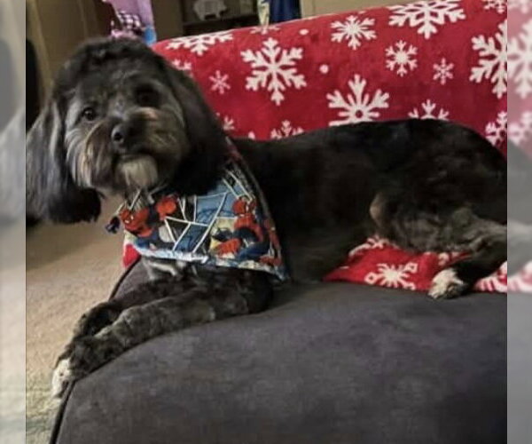 Medium Photo #1 Poodle (Miniature)-Unknown Mix Puppy For Sale in Aurora, IN, USA