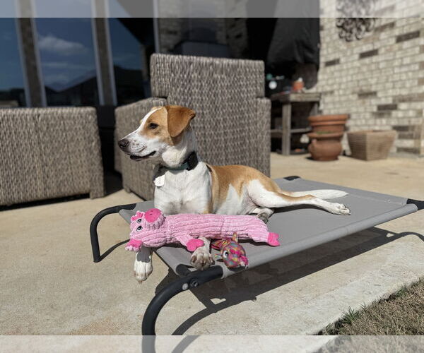 Medium Photo #2 American Foxhound-Unknown Mix Puppy For Sale in Rosenberg, TX, USA