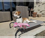 Small #1 American Foxhound Mix