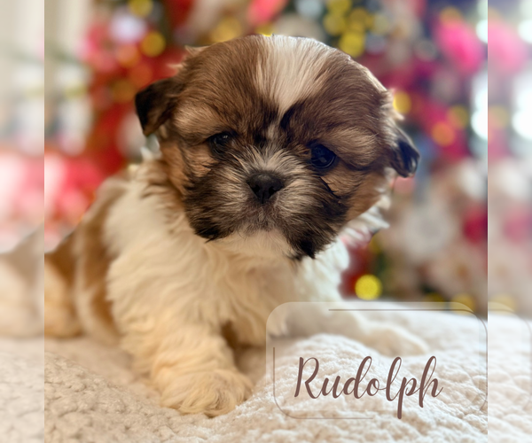 Medium Photo #2 Shih Tzu Puppy For Sale in ADDISON, IL, USA