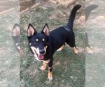 Small Photo #2 Siberian Husky-Unknown Mix Puppy For Sale in Wetumpka, AL, USA