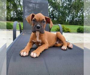 Boxer Puppy for sale in FRANKLIN, IN, USA