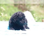 Small Photo #21 Poodle (Standard) Puppy For Sale in UNION CITY, TN, USA
