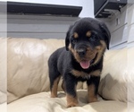 Small #11 Rottweiler
