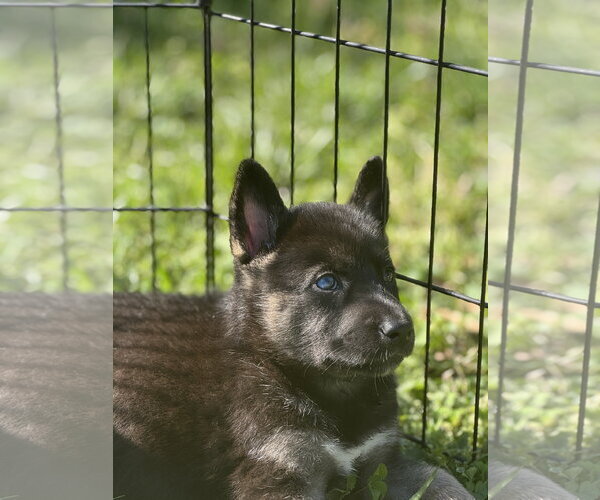 Medium Photo #2 Siberian Husky-Unknown Mix Puppy For Sale in Holly Springs, NC, USA