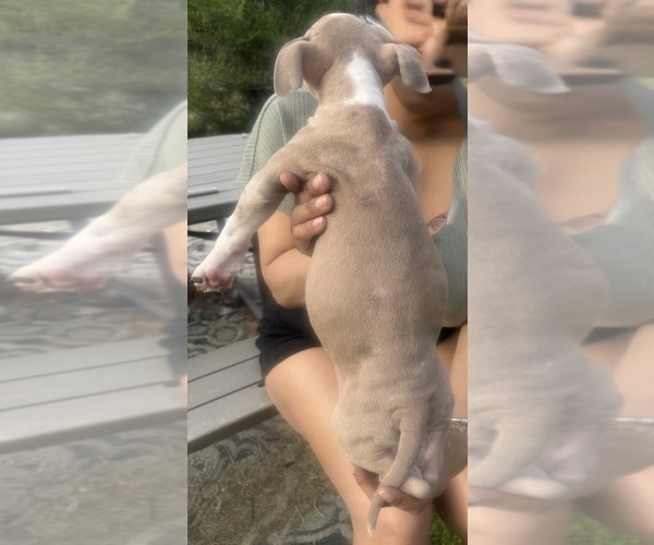 Medium Photo #7 American Bully Puppy For Sale in LAKE STATION, IN, USA