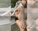 Small Photo #7 American Bully Puppy For Sale in LAKE STATION, IN, USA