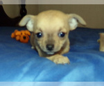 Small Photo #1 Chihuahua Puppy For Sale in BELLE FOURCHE, SD, USA