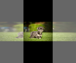 Small #2 French Bulldog