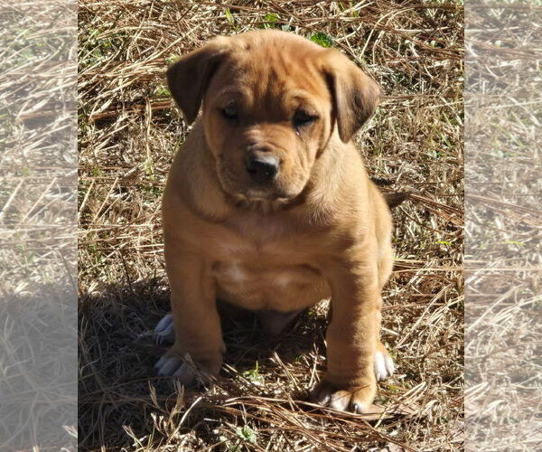 Medium Photo #3 Labrador Retriever-Unknown Mix Puppy For Sale in Alexander, AR, USA