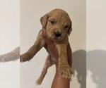 Small #6 Goldendoodle