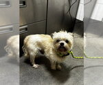 Small Border Terrier Mix