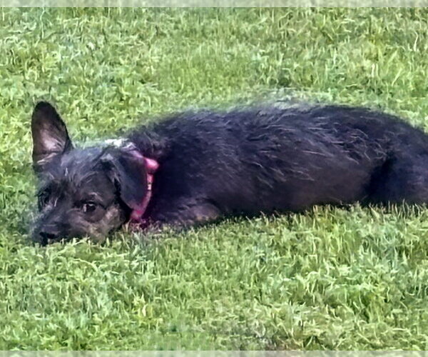 Medium Photo #3 Mutt Puppy For Sale in Corona, CA, USA