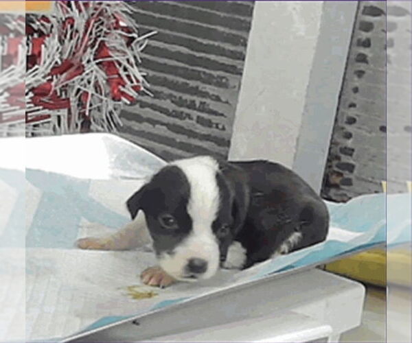 Medium Photo #3 Boxador Puppy For Sale in Lakewood, CO, USA