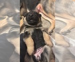 Puppy Tazalina German Shepherd Dog
