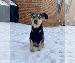 Small Photo #10 Labrador Retriever-Unknown Mix Puppy For Sale in Boston, MA, USA