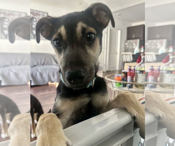 Medium Photo #2  Puppy For Sale in , 