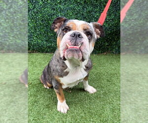 Bulldog Dogs for adoption in Naples, FL, USA