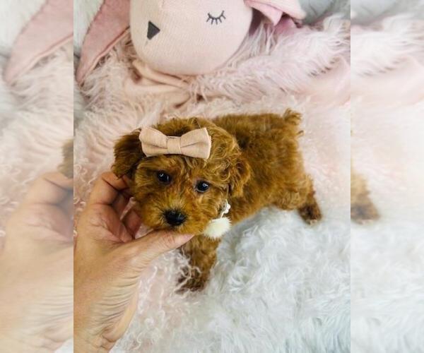 Medium Photo #10 Poodle (Toy) Puppy For Sale in BOSTON, MA, USA