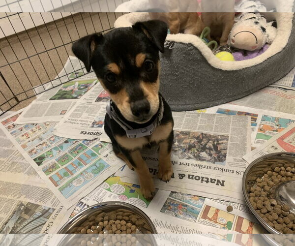 Medium Photo #2 Chihuahua-Unknown Mix Puppy For Sale in Sanford, FL, USA