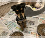 Small #1 Chihuahua Mix