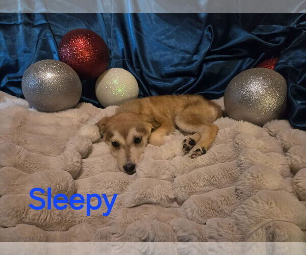 Medium Photo #3 Great Pyrenees-Unknown Mix Puppy For Sale in MIDWAY, UT, USA