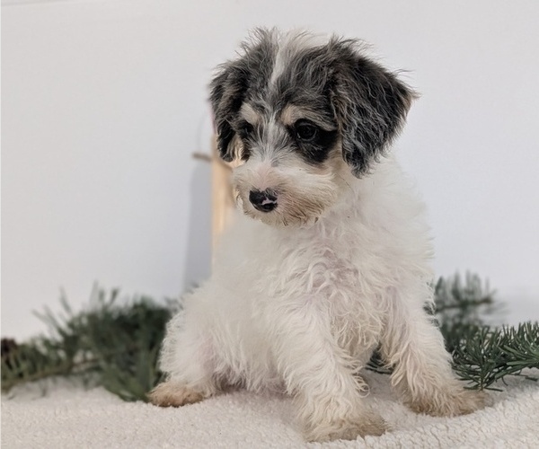 Medium Photo #23 Schnoodle (Miniature) Puppy For Sale in GOSHEN, IN, USA