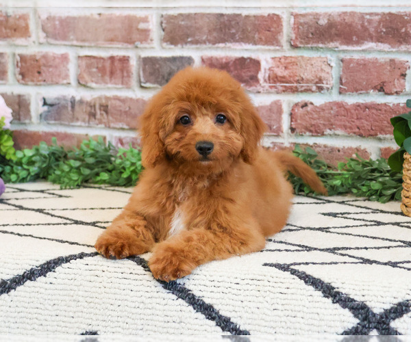 Medium Photo #6 Cavapoo (Miniature) Puppy For Sale in SYRACUSE, IN, USA