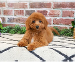 Small #5 Cavapoo (Miniature)