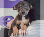 Small #5 Jack Russell Terrier Mix