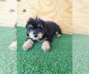 F2 Aussiedoodle Puppy for sale in PALM BAY, FL, USA