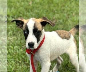 Labrenees Dogs for adoption in Yardley, PA, USA
