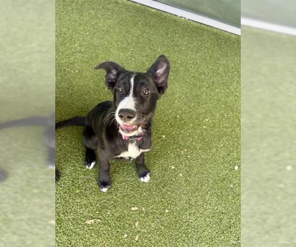 Medium Photo #2 Border Collie-Unknown Mix Puppy For Sale in San Martin, CA, USA