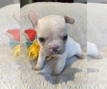 Puppy Jasper Faux Frenchbo Bulldog