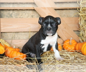 Boston Terrier Puppy for sale in SHILOH, OH, USA