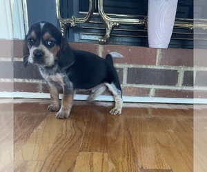 Beagle Puppy for sale in WOODBRIDGE, VA, USA