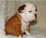 Small Photo #13 English Bulldog Puppy For Sale in VERONA, MO, USA