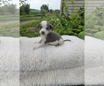 Small Bulldog Mix