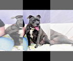 Small American Pit Bull Terrier