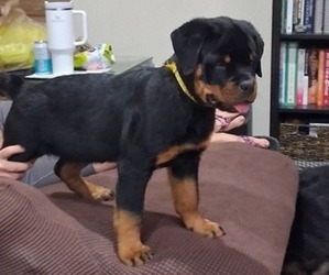 Rottweiler Puppy for Sale in VERO BEACH, Florida USA