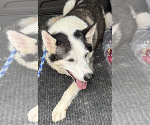 Medium Photo #10 Siberian Husky Puppy For Sale in Cedar Crest, NM, USA