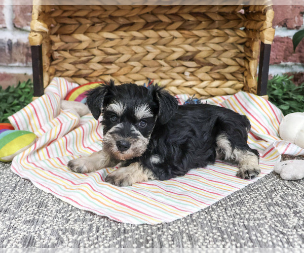 Medium Photo #2 Schnauzer (Miniature) Puppy For Sale in SYRACUSE, IN, USA