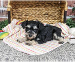 Eden - Female Schnauzer (Miniature) Puppy for Sale - Photo #2