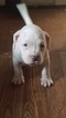 Small Photo #1 American Pit Bull Terrier Puppy For Sale in GRIFFIN, GA, USA