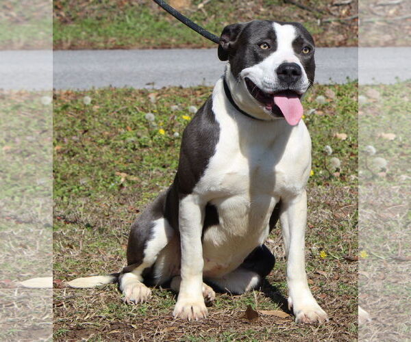 Medium Photo #3 Mutt Puppy For Sale in Prattville, AL, USA
