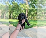Small Photo #9 Golden Mountain Doodle  Puppy For Sale in BROKEN ARROW, OK, USA