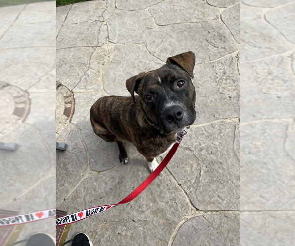 Medium Photo #3 Mutt Puppy For Sale in Springdale, PA, USA