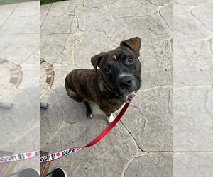 Samson - Male Boxer-Unknown Mix Dog for Adoption - Photo #3