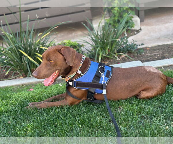 Medium Photo #2 Labrador Retriever-Unknown Mix Puppy For Sale in San Diego, CA, USA