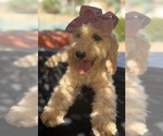 Small Photo #48 Goldendoodle mix (+ Poodle Miniature) Puppy For Sale in MENIFEE, CA, USA